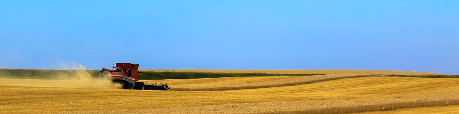 Canadian Wheat Background